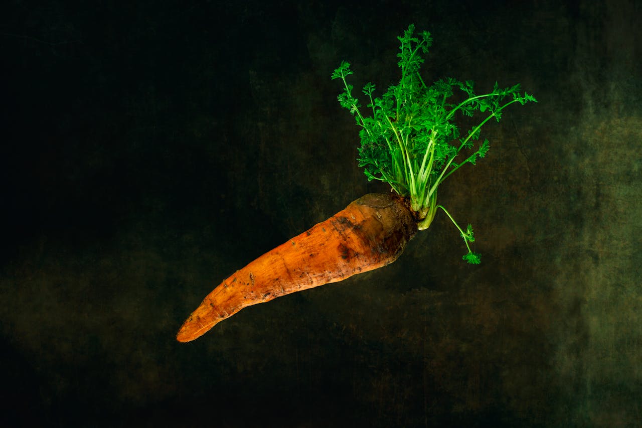 Services-01 Close-up of a fresh organic carrot with lush greens on a dramatic dark background.
