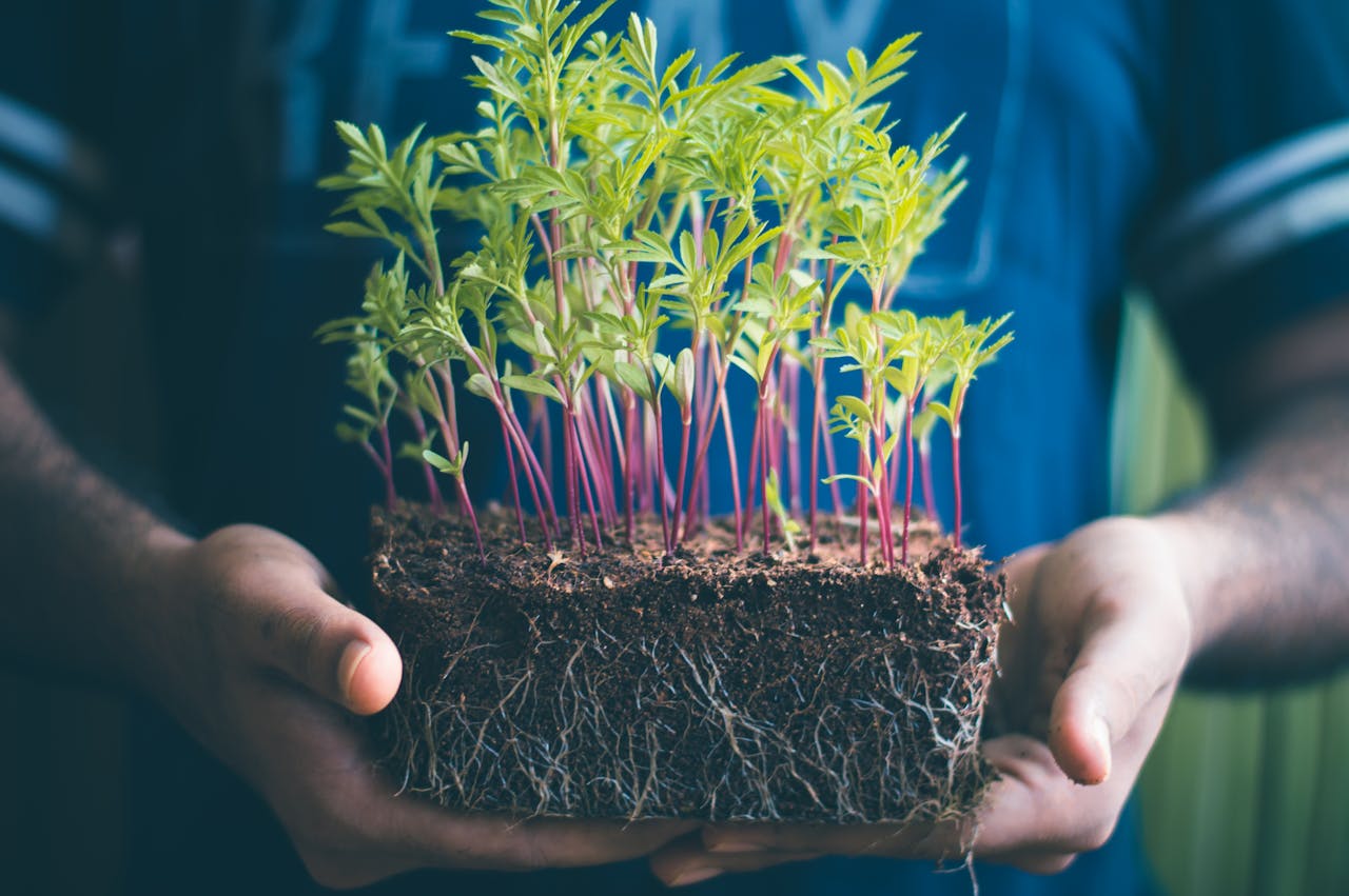 Services-03 Close-up of hands holding green seedlings with visible soil and roots, capturing growth concept.