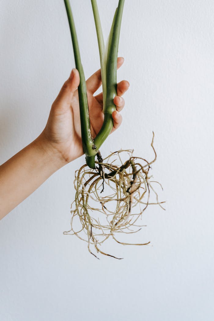 Crop unrecognizable horticulturist demonstrating green plant sprig with curved roots and thick stems on white background