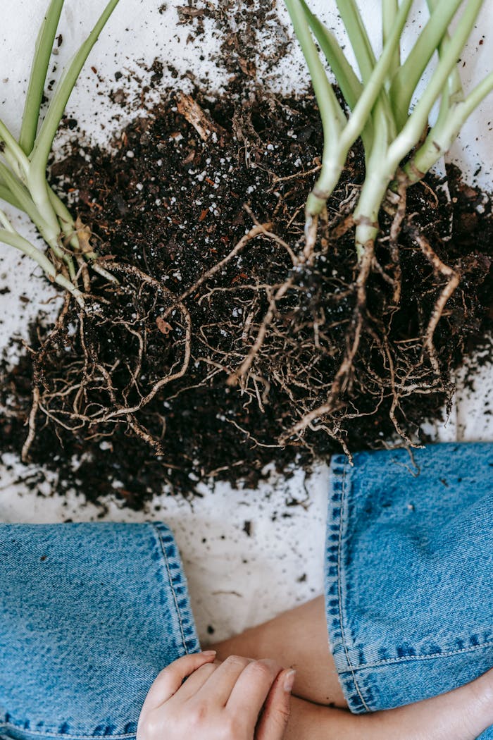 creative Top view of crop anonymous female gardener sitting on floor with crossed legs near soil and sprouts