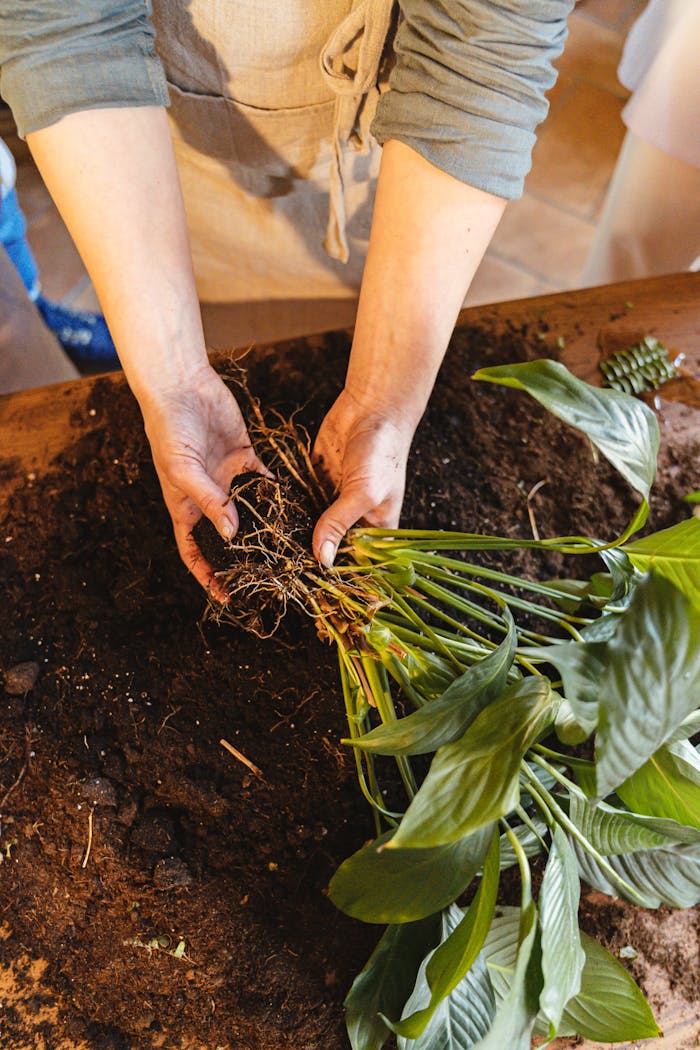 digital Close-up of hands planting a green houseplant in soil indoors.