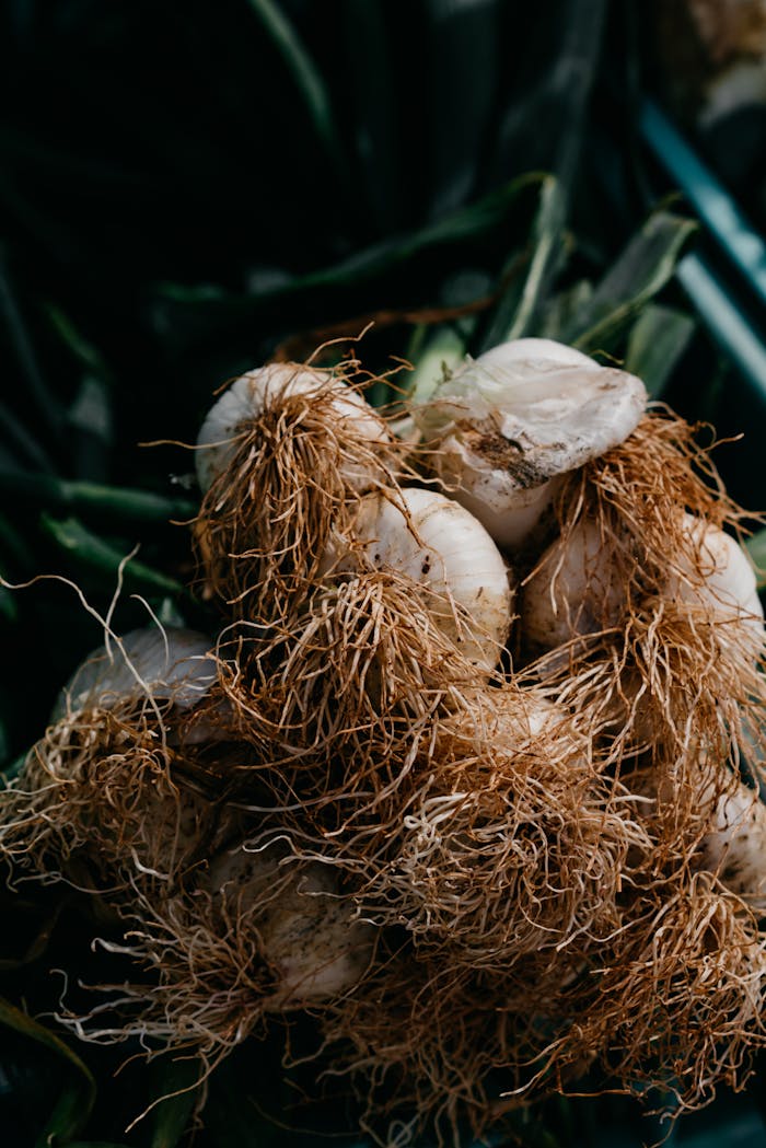why-choose-us Organic garlic bulbs with roots in a natural setting, emphasizing freshness and texture.