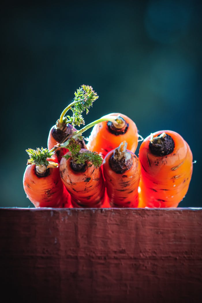 Close-up of freshly harvested organic carrots with leafy tops in natural light, perfect for healthy eating concepts.